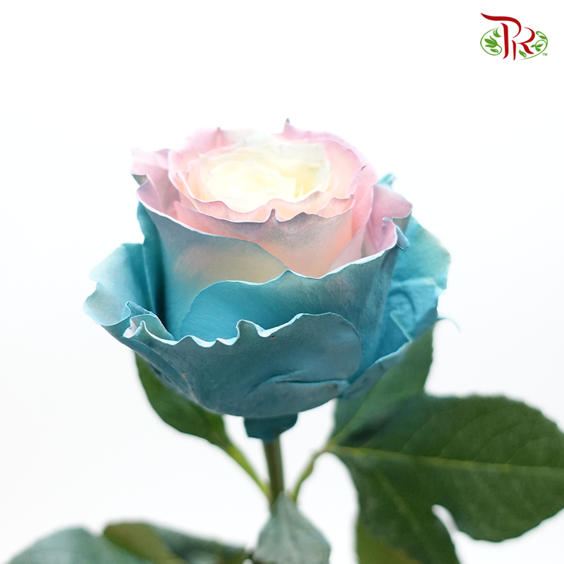 Ceres Rose - Circus Pink Turquoise (10 Stems) - Pudu Ria Florist