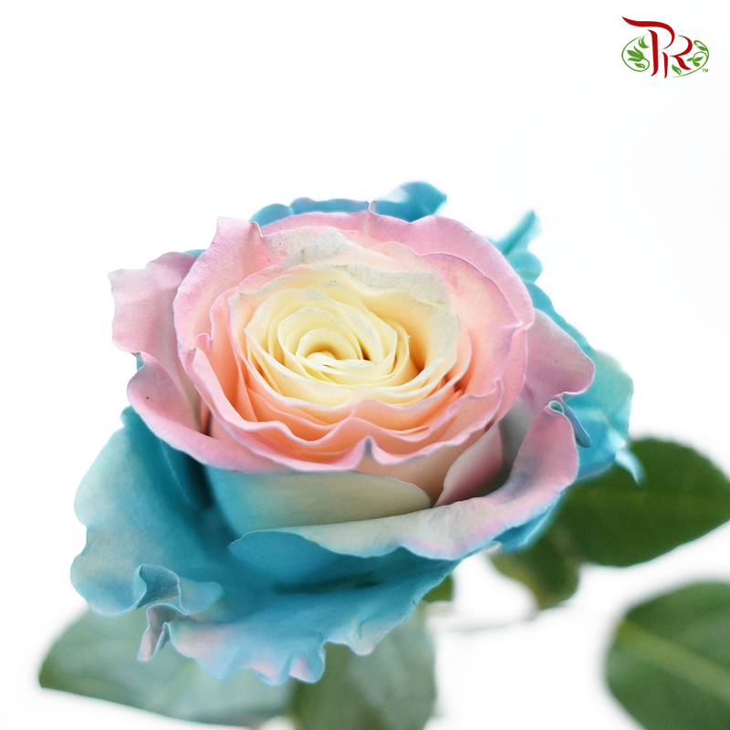 Ceres Rose - Circus Pink Turquoise (10 Stems) - Pudu Ria Florist