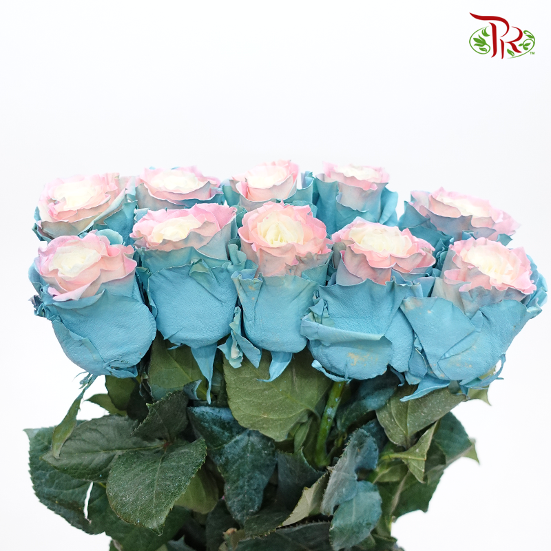 Ceres Rose - Circus Pink Turquoise (10 Stems) - Pudu Ria Florist