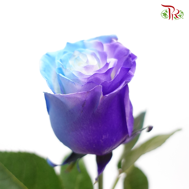 Ceres Rose - Lollipop Asp (10 Stems) - Pudu Ria Florist