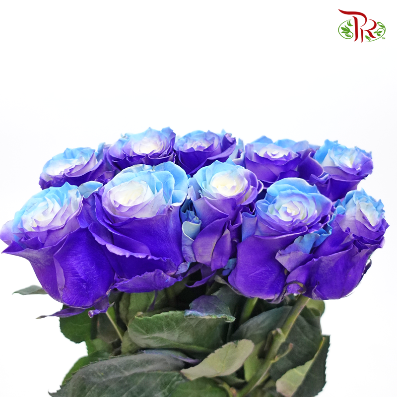 Ceres Rose - Lollipop Asp (10 Stems) - Pudu Ria Florist