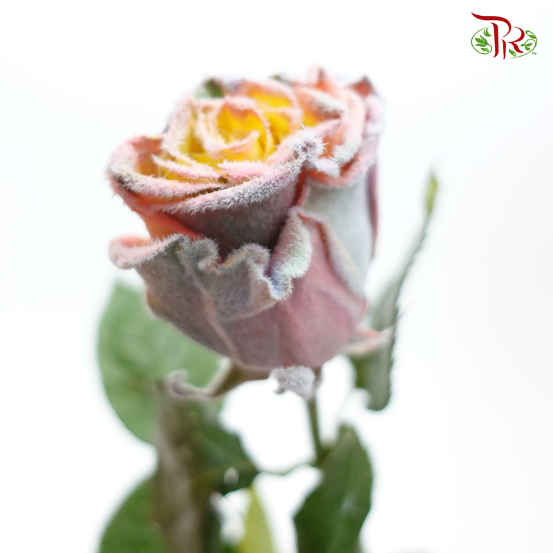 Ceres Rose - Rainbow Velvet (10 Stems) - Pudu Ria Florist