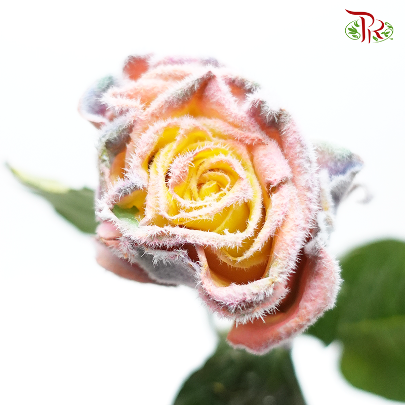 Ceres Rose - Rainbow Velvet (10 Stems) - Pudu Ria Florist