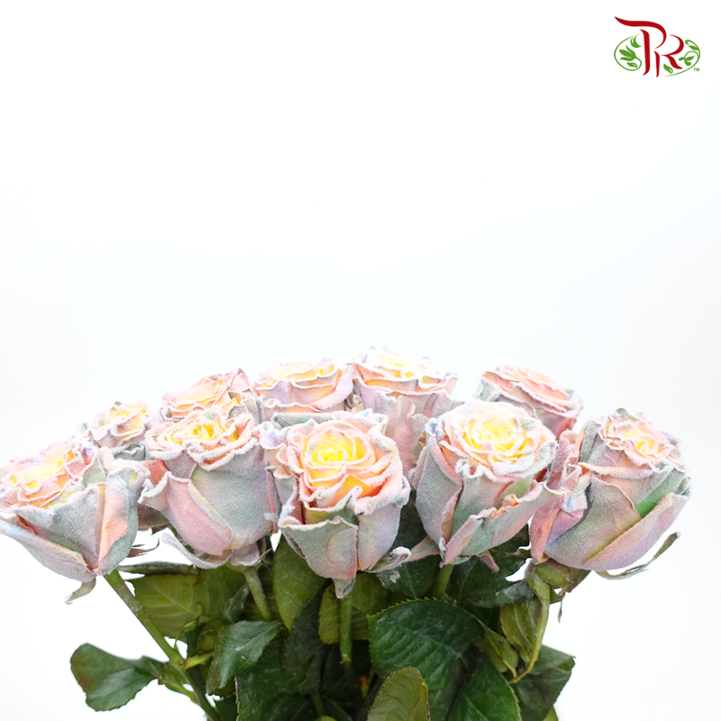 Ceres Rose - Rainbow Velvet (10 Stems) - Pudu Ria Florist