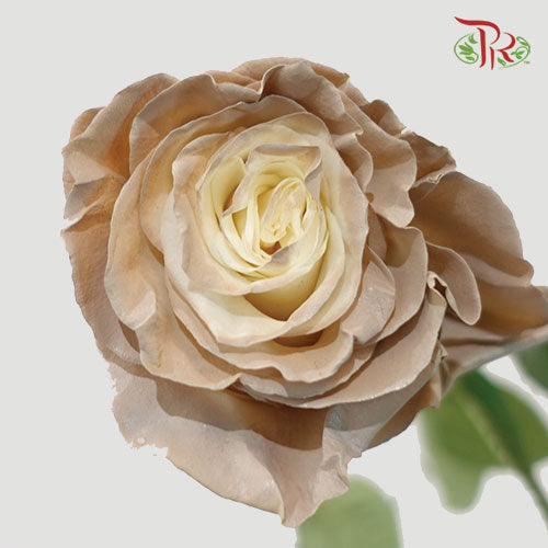 Ceres Rose - Almond (10 Stems)-Ecd-prflorist.com.my