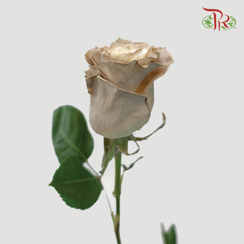 Ceres Rose - Almond (10 Stems)-Ecd-prflorist.com.my