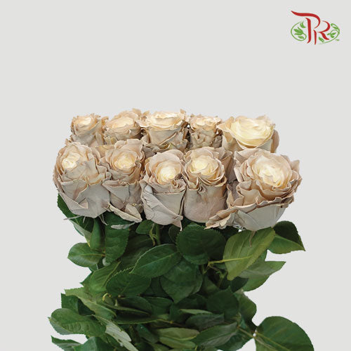 Ceres Rose - Almond (10 Stems)-Ecd-prflorist.com.my
