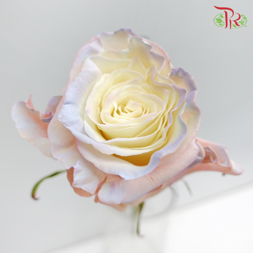 Ceres Rose - Aurora Boreal (10 Stems)-Ecd-prflorist.com.my