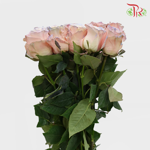 Ceres Rose - Aurora Boreal (10 Stems)-Ecd-prflorist.com.my
