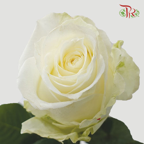 Ceres Rose - Avalanche (25 Stems)-White-Ecd-prflorist.com.my