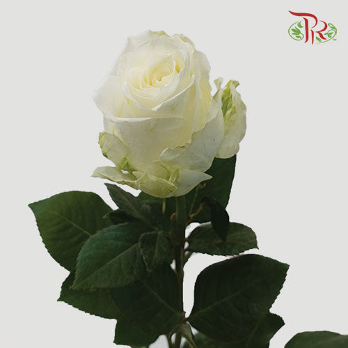Ceres Rose - Avalanche (25 Stems)-White-Ecd-prflorist.com.my