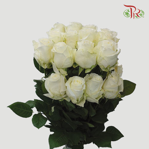 Ceres Rose - Avalanche (25 Stems)-White-Ecd-prflorist.com.my