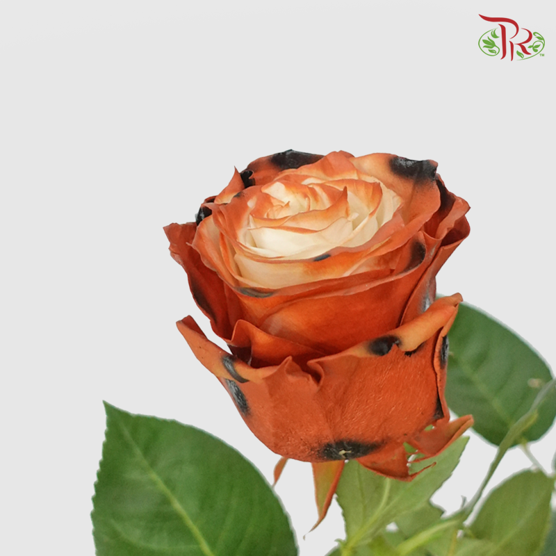 Ceres Rose - Bengal Cat Brown (10 Stems)-Ecd-prflorist.com.my