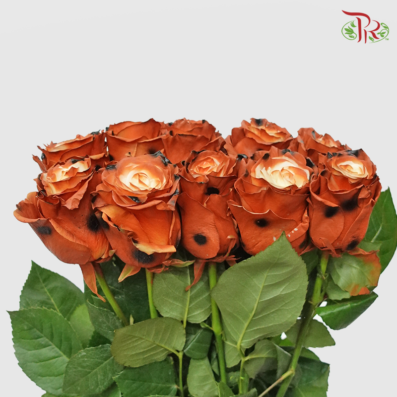 Ceres Rose - Bengal Cat Brown (10 Stems)-Ecd-prflorist.com.my