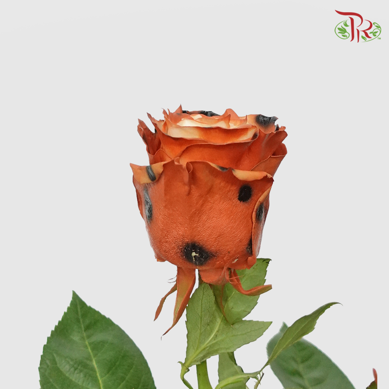 Ceres Rose - Bengal Cat Brown (10 Stems)-Ecd-prflorist.com.my