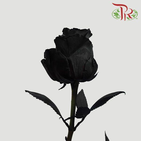 Ceres Rose - Black (10 Stems)-Black-Ecd-prflorist.com.my