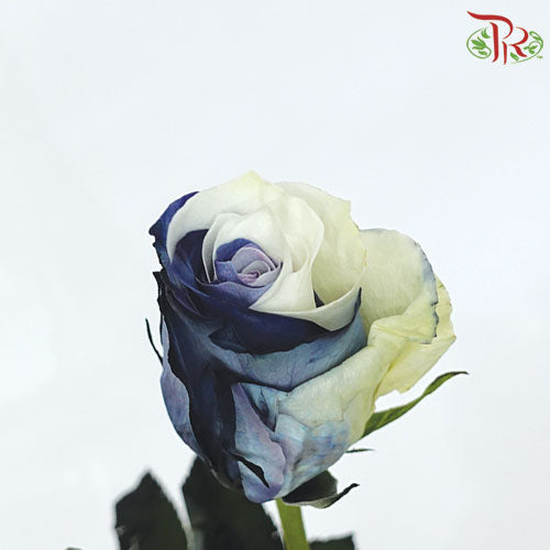 Ceres Rose - Black and White (10 Stems)-Ecd-prflorist.com.my