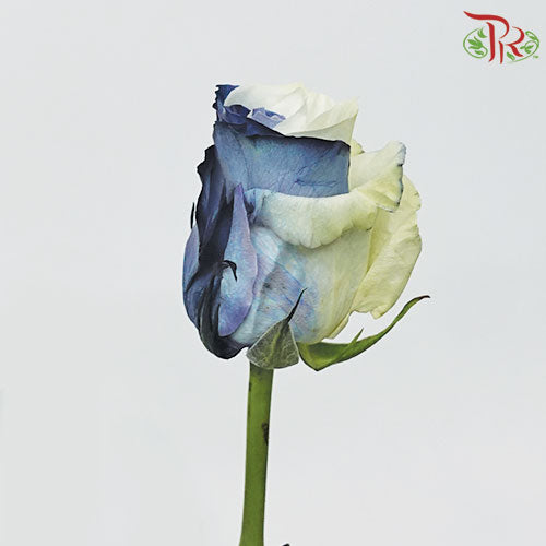 Ceres Rose - Black and White (10 Stems)-Ecd-prflorist.com.my