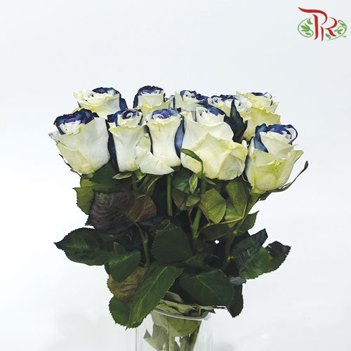 Ceres Rose - Black and White (10 Stems)-Ecd-prflorist.com.my
