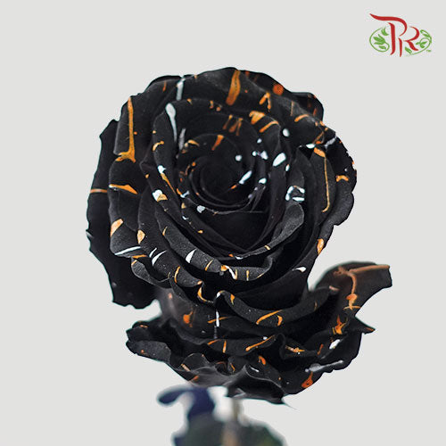 Ceres Rose - Black Cat (10 Stems)-Ecd-prflorist.com.my