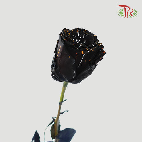 Ceres Rose - Black Cat (10 Stems)-Ecd-prflorist.com.my