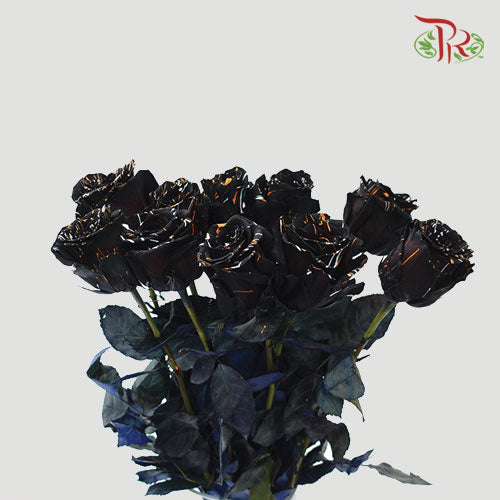 Ceres Rose - Black Cat (10 Stems)-Ecd-prflorist.com.my