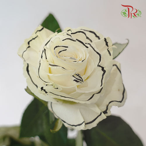 Ceres Rose - Black Outer Line (10 Stems)-Ecd-prflorist.com.my