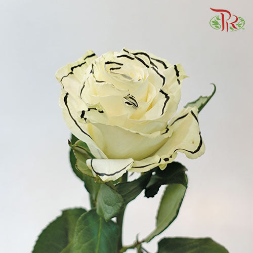 Ceres Rose - Black Outer Line (10 Stems)-Ecd-prflorist.com.my