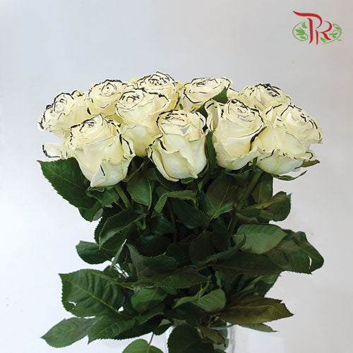 Ceres Rose - Black Outer Line (10 Stems)-Ecd-prflorist.com.my