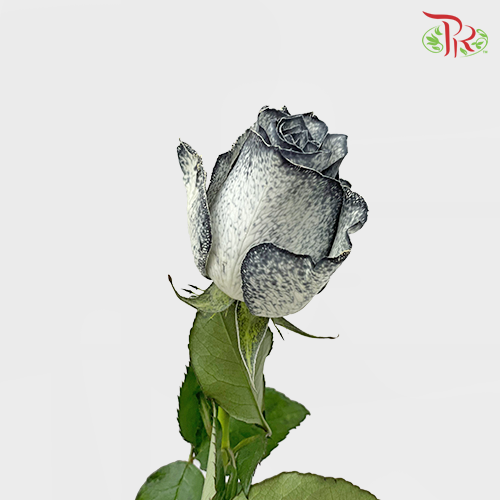 Ceres Rose - Black White (10 stems)-Ecd-prflorist.com.my