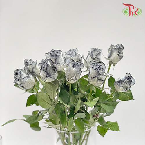 Ceres Rose - Black White (10 stems)-Ecd-prflorist.com.my