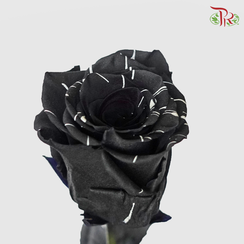Ceres Rose - Black Widow (10 Stems)-Ecd-prflorist.com.my