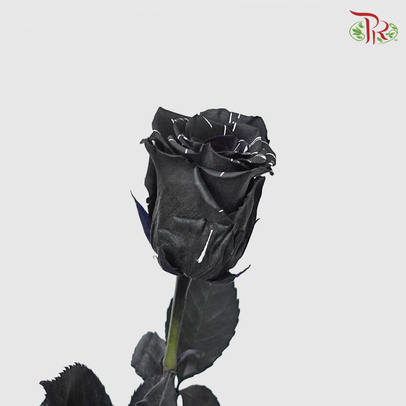 Ceres Rose - Black Widow (10 Stems)-Ecd-prflorist.com.my
