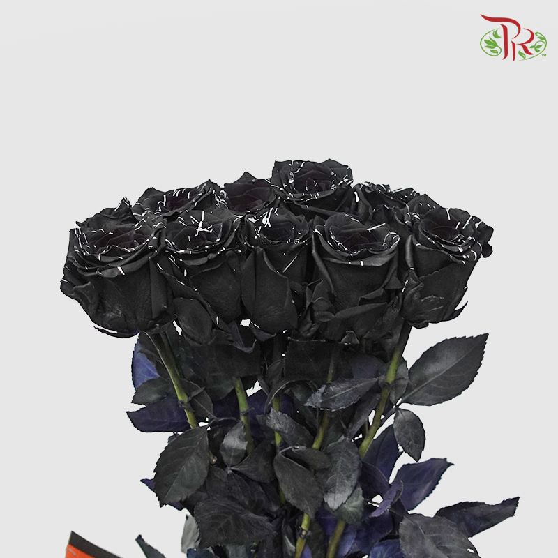 Ceres Rose - Black Widow (10 Stems)-Ecd-prflorist.com.my