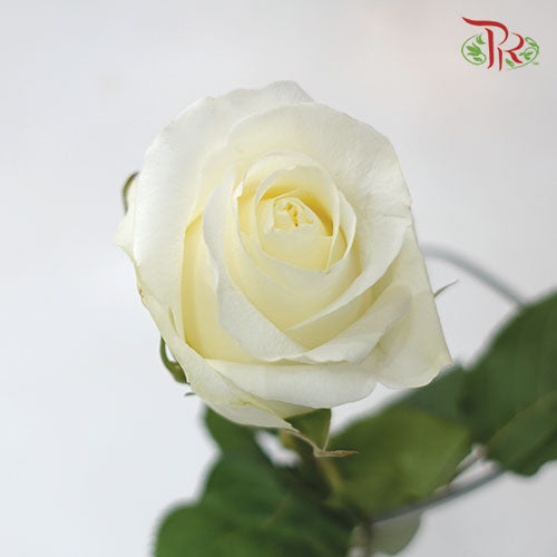 Ceres Rose - Blizzard (25 Stems)-Ecd-prflorist.com.my