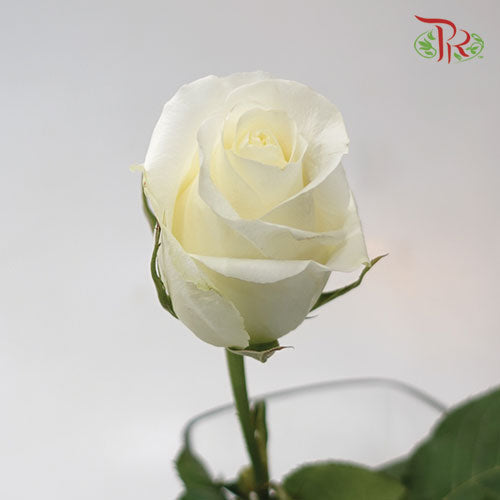 Ceres Rose - Blizzard (25 Stems)-Ecd-prflorist.com.my
