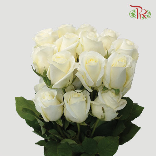 Ceres Rose - Blizzard (25 Stems)-Ecd-prflorist.com.my