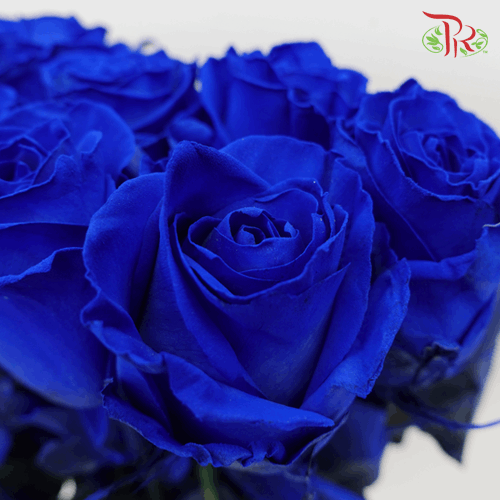 Ceres Rose - Blue (10 Stems)-Blue-Ecd-prflorist.com.my