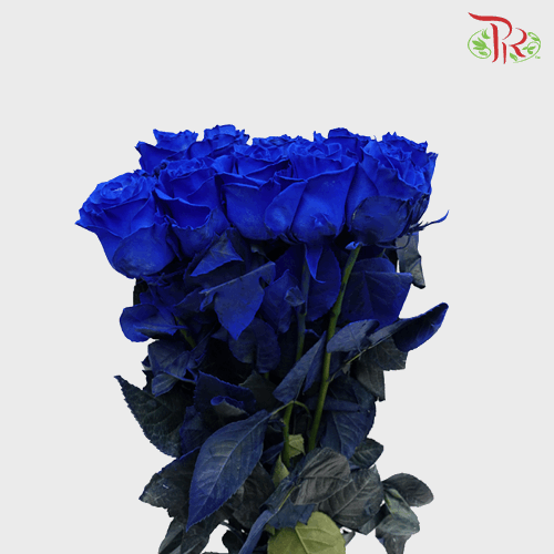 Ceres Rose - Blue (10 Stems)-Blue-Ecd-prflorist.com.my