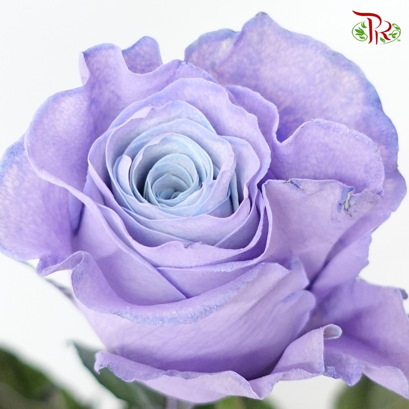 Ceres Rose - Blue Lavander (10 Stems)-Purple-Ecd-prflorist.com.my