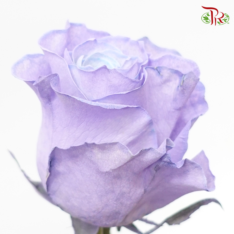 Ceres Rose - Blue Lavander (10 Stems)-Purple-Ecd-prflorist.com.my