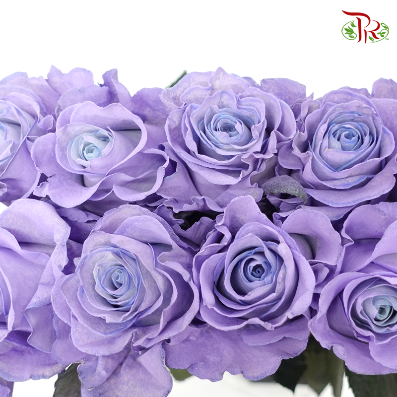 Ceres Rose - Blue Lavander (10 Stems)-Purple-Ecd-prflorist.com.my