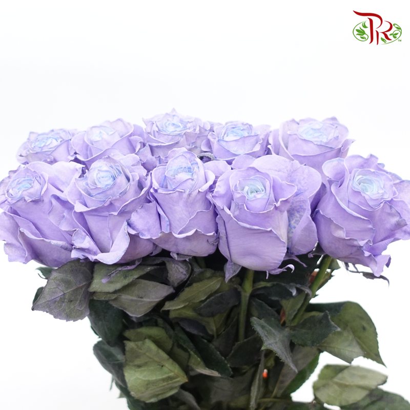 Ceres Rose - Blue Lavander (10 Stems)-Purple-Ecd-prflorist.com.my