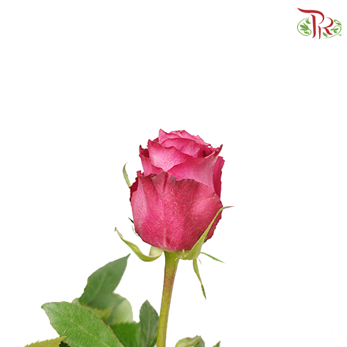 Ceres Rose - Blueberry (25 Stems)-Ecd-prflorist.com.my