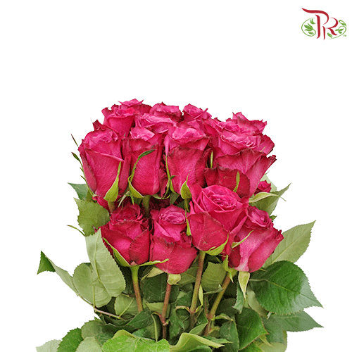 Ceres Rose - Blueberry (25 Stems)-Ecd-prflorist.com.my