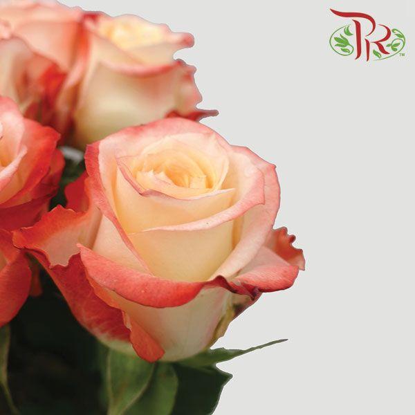 Ceres Rose - Cabaret (10 Stems)-Ecd-prflorist.com.my