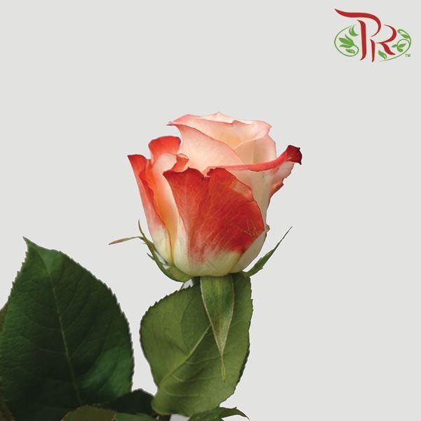 Ceres Rose - Cabaret (10 Stems)-Ecd-prflorist.com.my