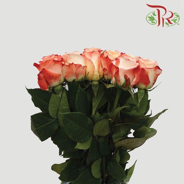 Ceres Rose - Cabaret (10 Stems)-Ecd-prflorist.com.my
