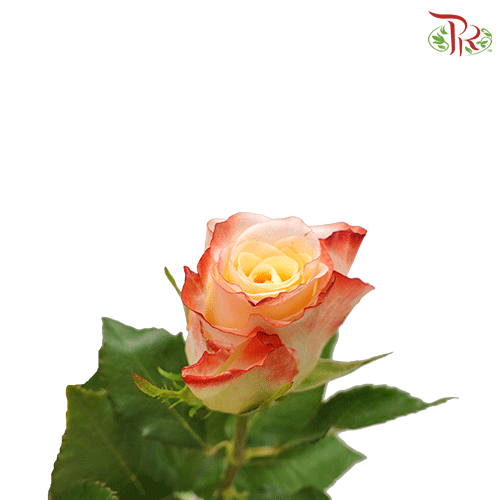 Ceres Rose - Cabaret (25 stems)-Ecd-prflorist.com.my