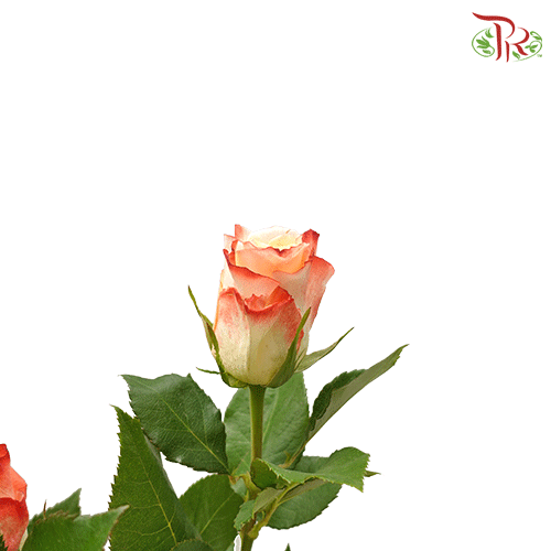 Ceres Rose - Cabaret (25 stems)-Ecd-prflorist.com.my